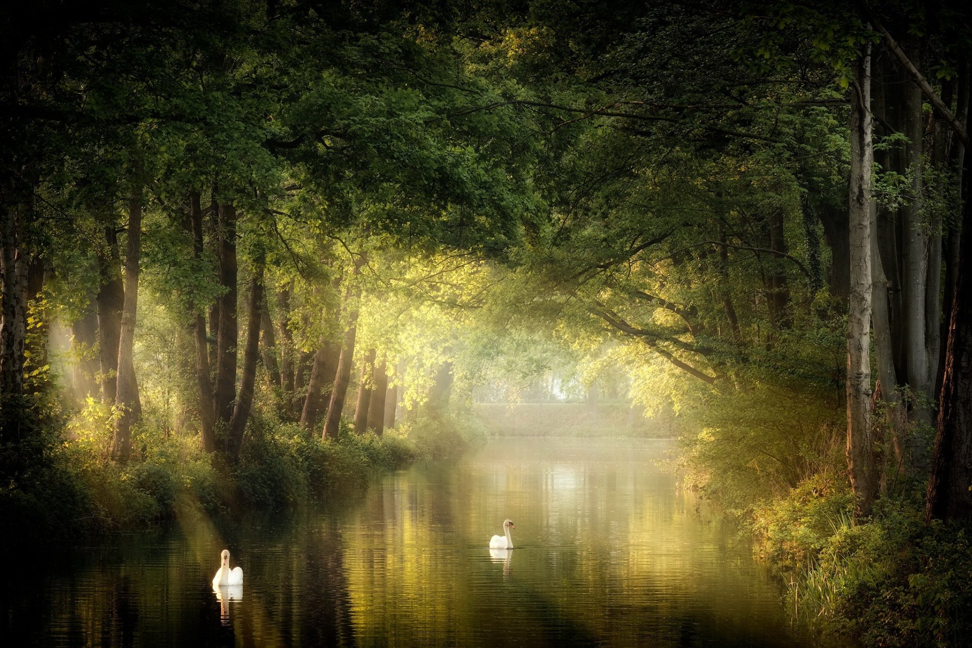 HD PC desktop wallpaper of a serene forest river with two white swans gliding through misty golden light beneath arching trees.