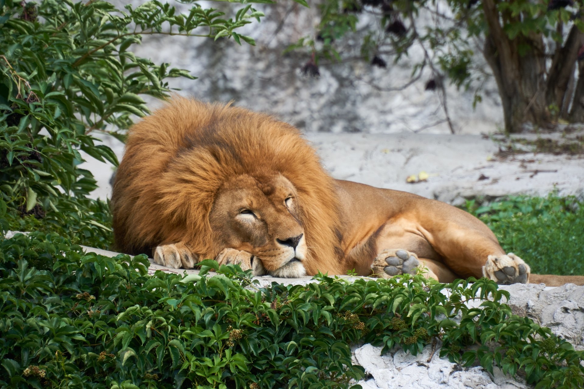 Sleeping male lion (animal) with a full mane among green foliage — high-detail 5K Ultra HD PC desktop wallpaper and background.