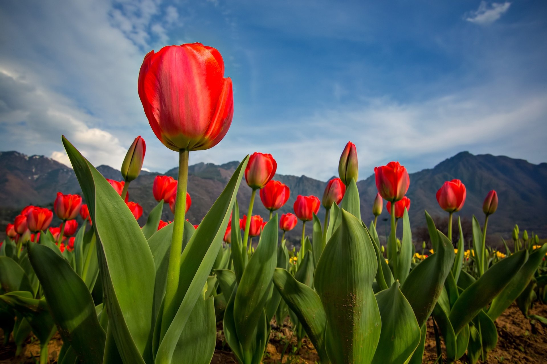 Download Nature Tulip HD Wallpaper
