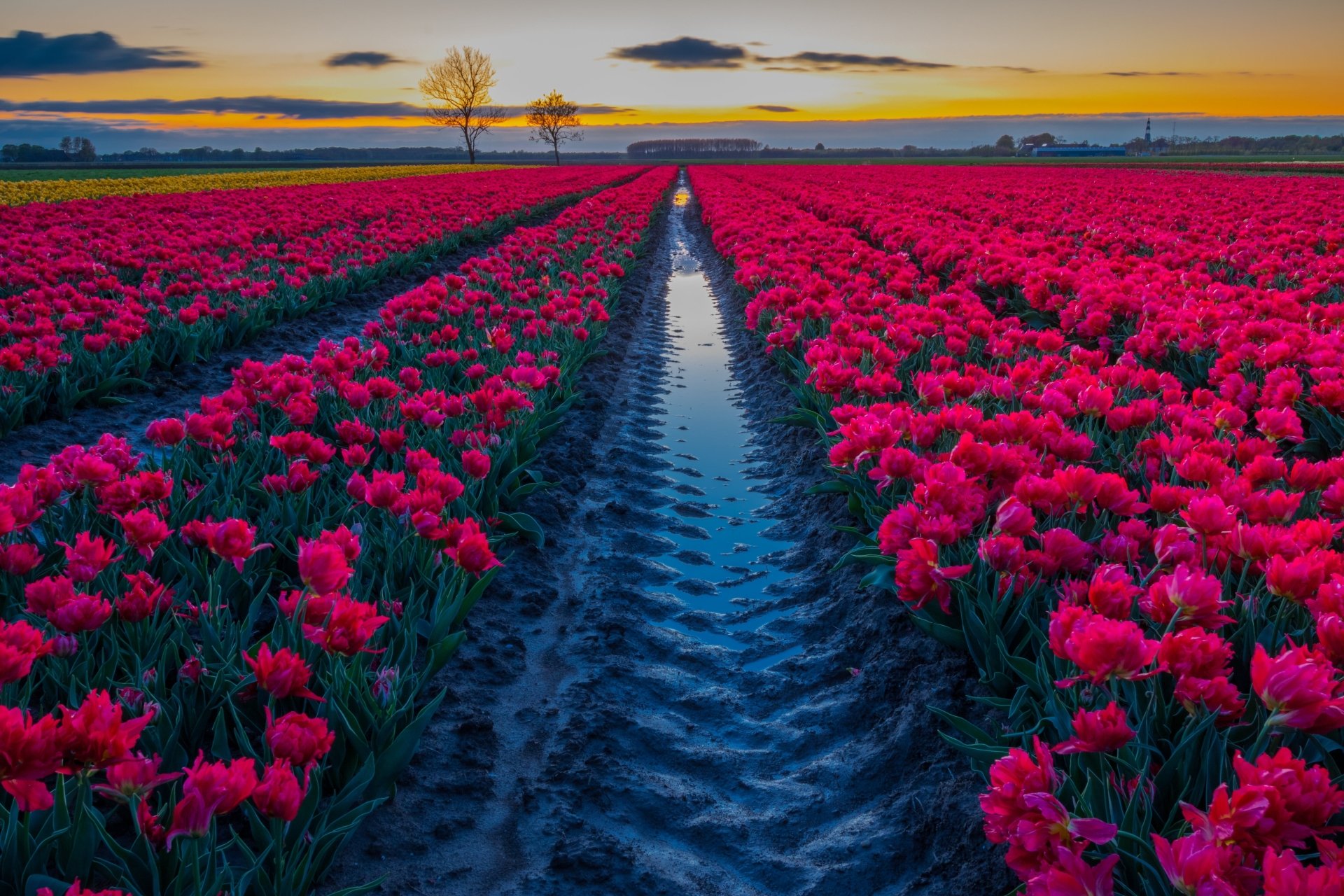 Download Nature Tulip 4k Ultra HD Wallpaper