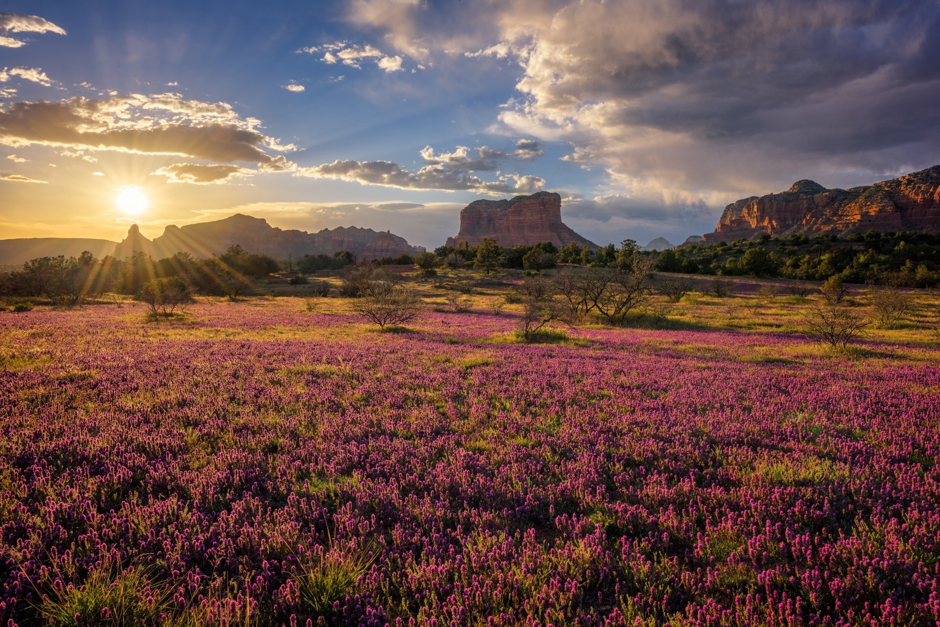 A vibrant 4K Ultra HD desktop wallpaper of Sedona’s mountain landscape at sunrise, featuring a sunlit field of purple wildflowers beneath a vast sky.
