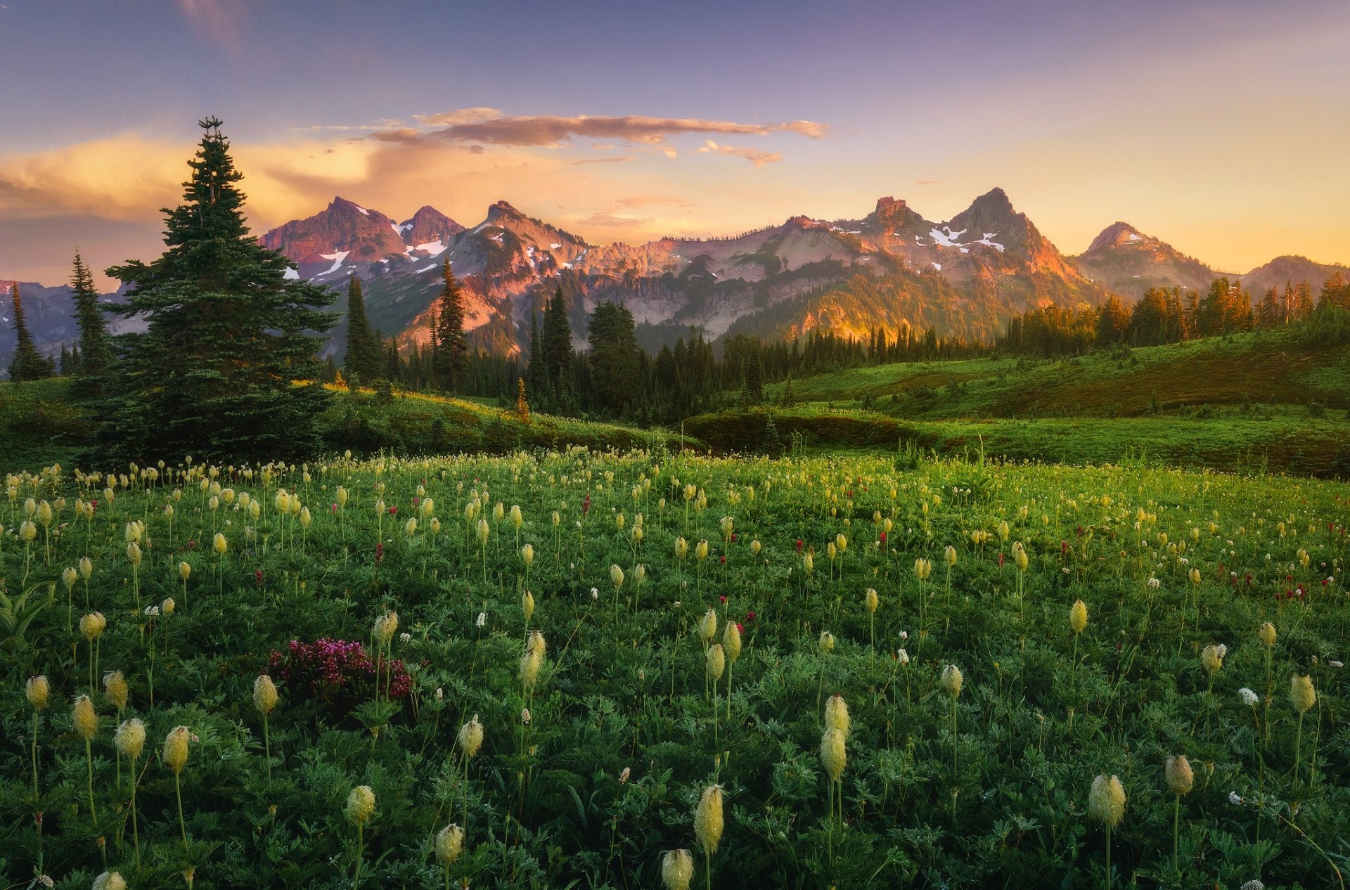 Download Mountain Sunset Landscape Tree Meadow National Park Nature Mount Rainier HD Wallpaper