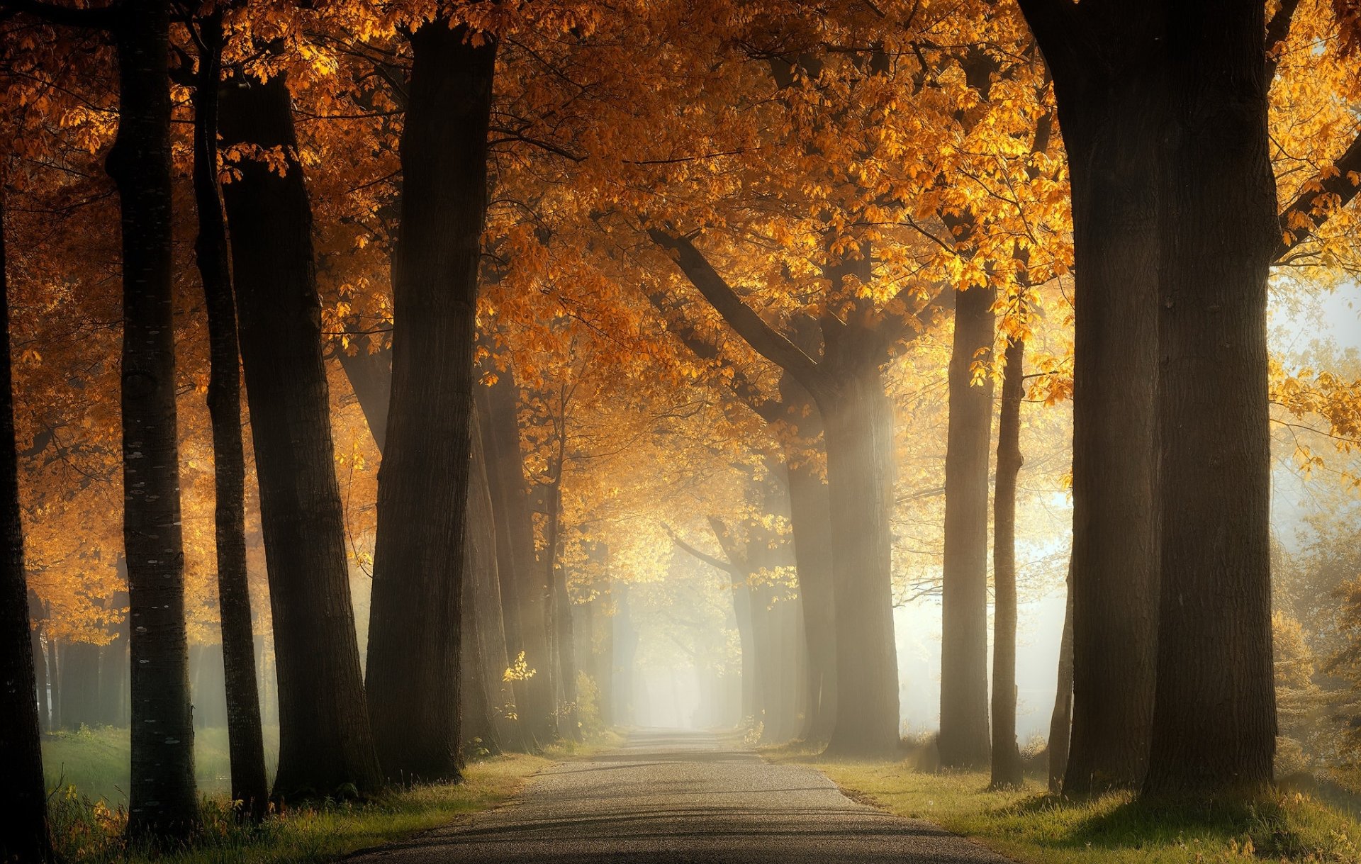 Download Fog Tree Fall Man Made Road HD Wallpaper