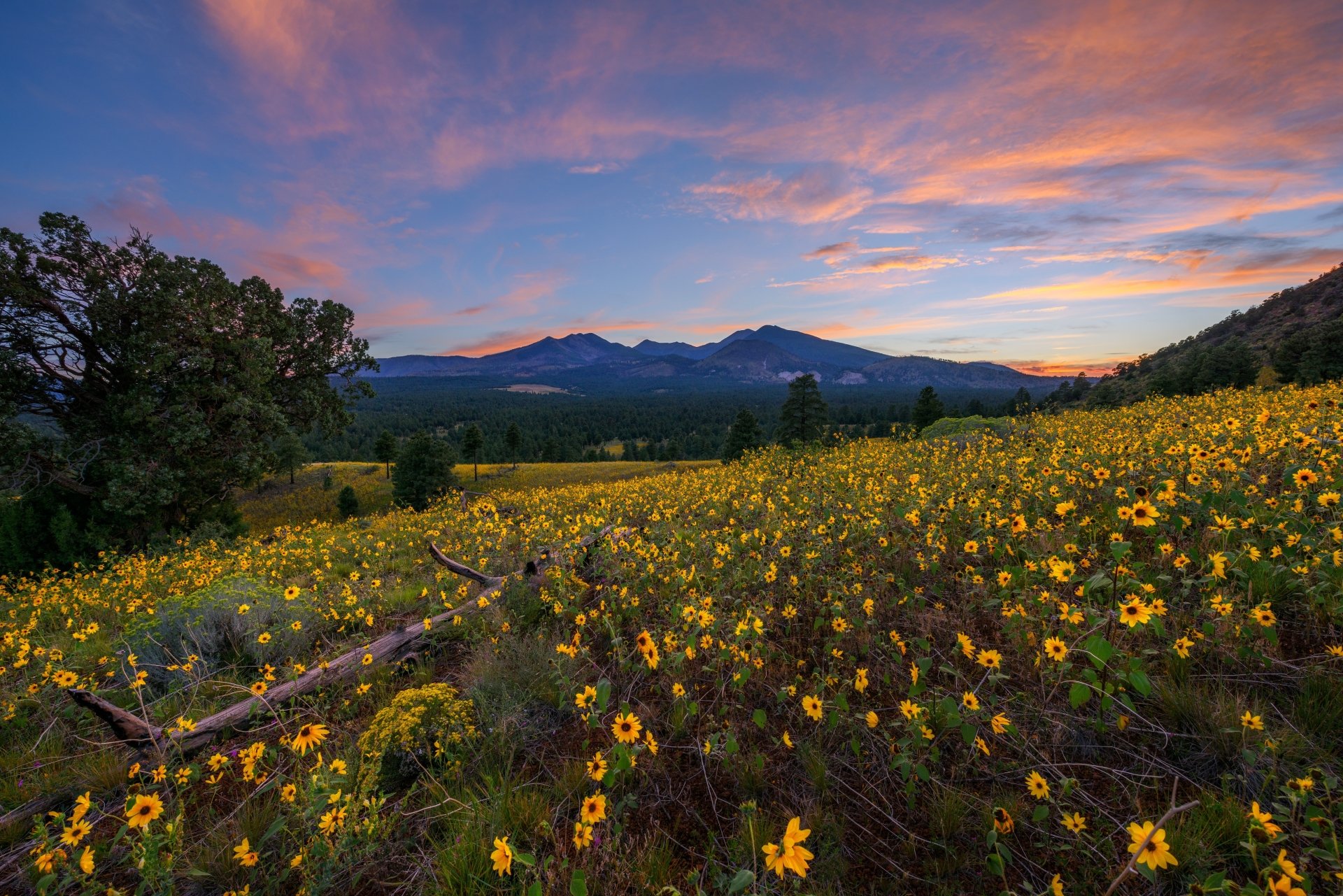 Download Arrowleaf Balsamroot Sunset Nature Landscape 4k Ultra HD Wallpaper