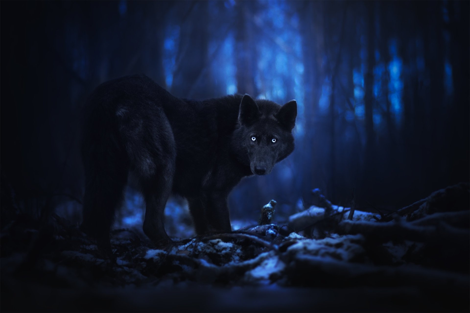 Download Animal Wolf HD Wallpaper by Ilona Mikkonen