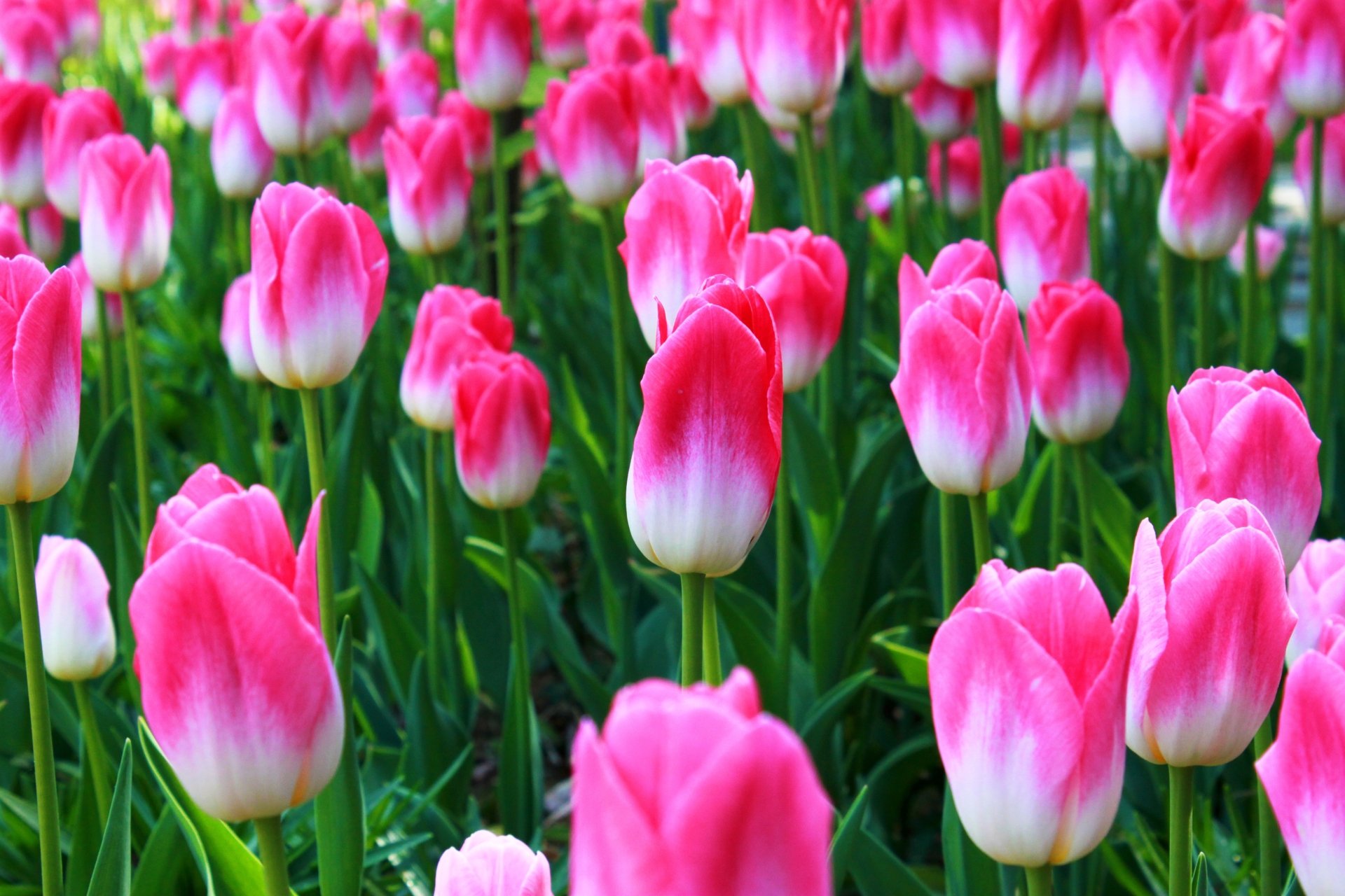 Download Nature Tulip  4k Ultra HD Wallpaper
