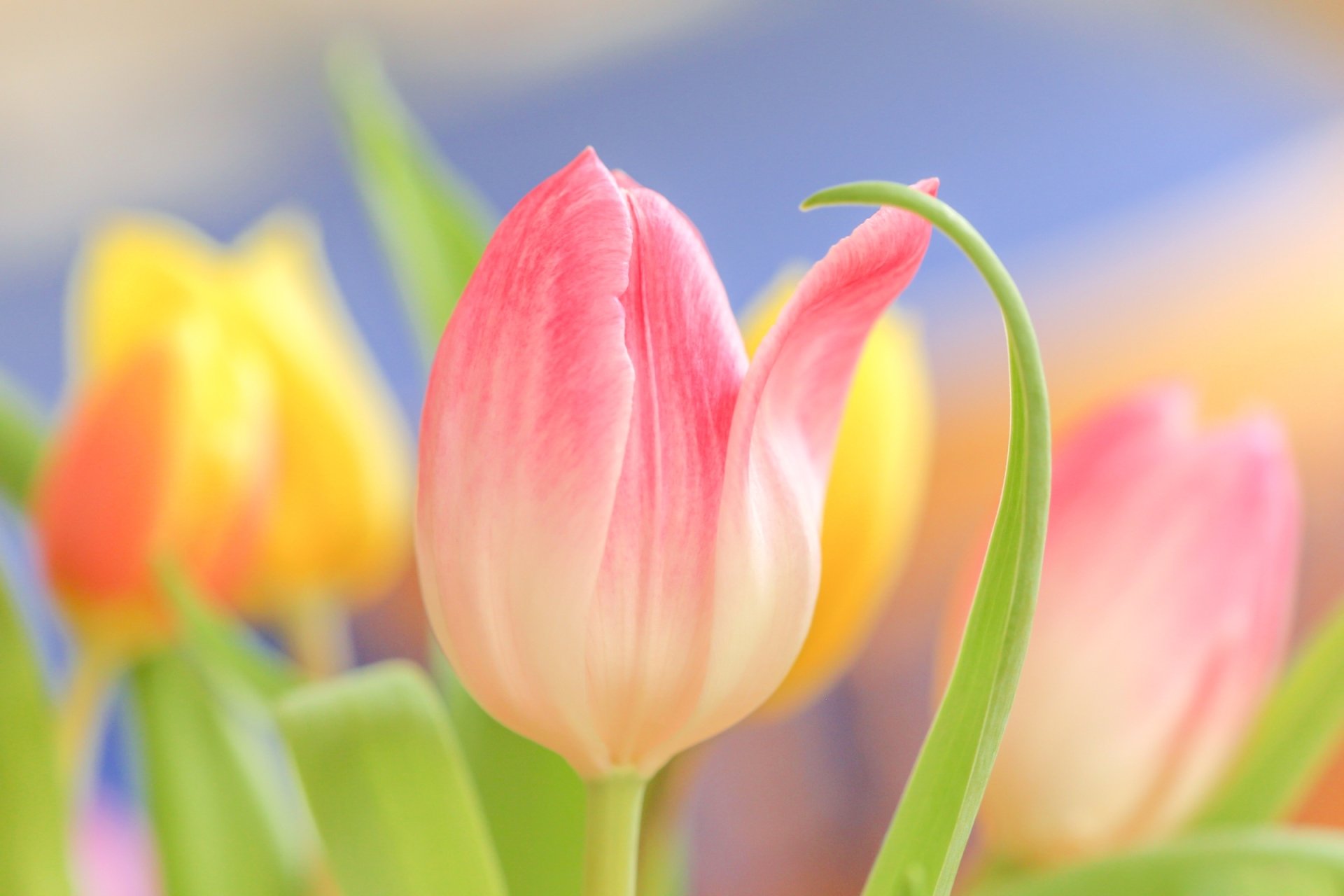 Download Nature Tulip HD Wallpaper