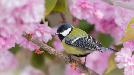 passerine bird Animal titmouse HD Desktop Wallpaper | Background Image