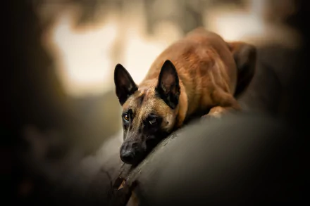 dog Animal Belgian Malinois HD Desktop Wallpaper | Background Image
