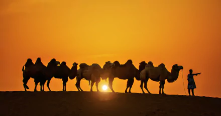 sunset sun silhouette caravan Animal camel HD Desktop Wallpaper | Background Image