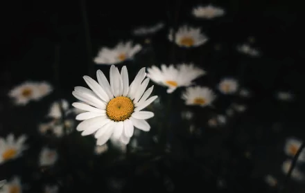 nature chamomile HD Desktop Wallpaper | Background Image