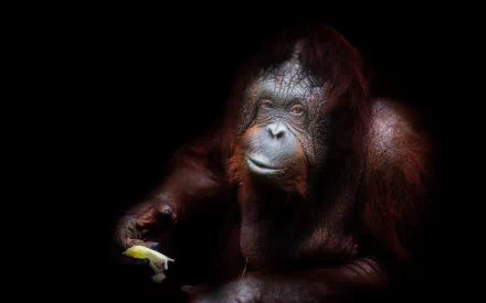 Animal Orangutan HD Desktop Wallpaper | Background Image