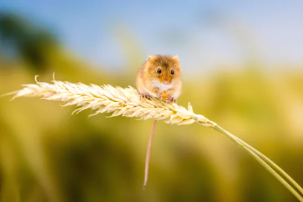 harvest mouse Animal mouse HD Desktop Wallpaper | Background Image