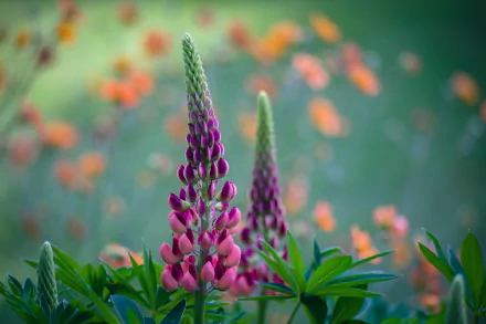flower nature lupine HD Desktop Wallpaper | Background Image