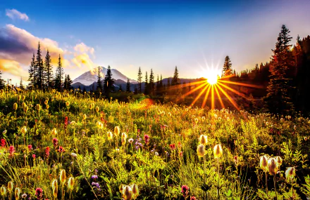 4K Ultra HD desktop wallpaper of a vibrant mountain landscape featuring Mount Rainier, sunbeams over wildflowers, lush grass, and tall pine trees at sunrise.