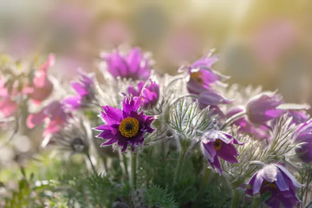 nature anemone HD Desktop Wallpaper | Background Image