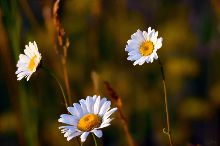nature chamomile HD Desktop Wallpaper | Background Image