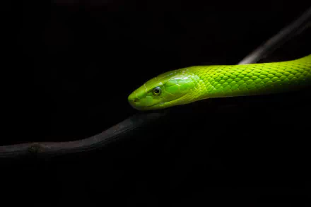 snake Animal Eastern green mamba HD Desktop Wallpaper | Background Image