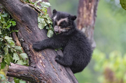  A Spectacled bear cub, also known as the Andean bear