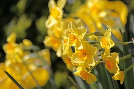 nature daffodil HD Desktop Wallpaper | Background Image