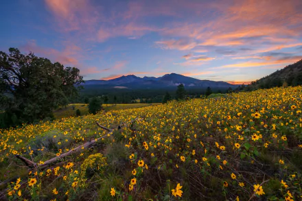 arrowleaf balsamroot sunset nature landscape HD Desktop Wallpaper | Background Image