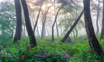 Korea fog nature forest HD Desktop Wallpaper | Background Image
