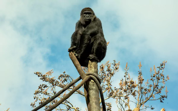 A gorilla perched on a wooden structure in a zoo, captured in sharp detail as a 4K Ultra HD primate desktop wallpaper against a bright blue sky.