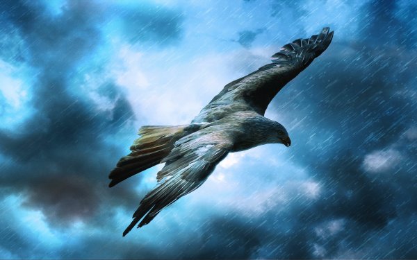 Animal Eagle Birds Eagles Bird HD Wallpaper | Background Image