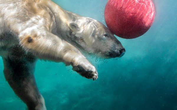 Animal Polar Bear Bears Water Wildlife predator Underwater HD Wallpaper | Background Image