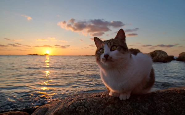 A cat sits on a rock by the water’s edge during a vibrant sunset, captured in stunning 8K Ultra HD for a PC desktop wallpaper.