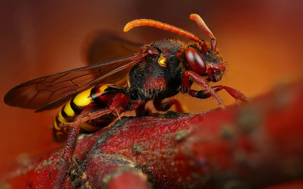 Close-up macro shot of a vibrant wasp resting on a textured red surface, captured in stunning 4K Ultra HD detail for a striking PC desktop wallpaper.