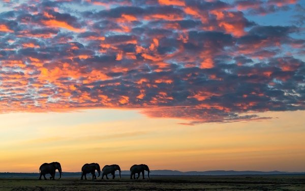 Animal African bush elephant Elephants Cloud Savannah HD Wallpaper | Background Image