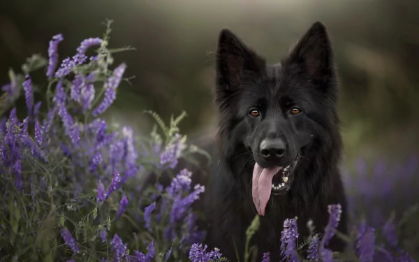 purple flower dog Animal belgian shepherd HD Desktop Wallpaper | Background Image