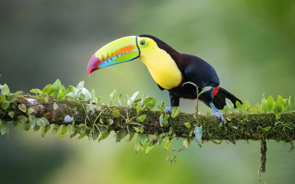 HD desktop wallpaper featuring a vibrant toucan with a colorful beak perched on a moss-covered branch, highlighting the beauty of this exotic bird and animal.