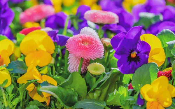 pansy daisy nature flower HD Desktop Wallpaper | Background Image