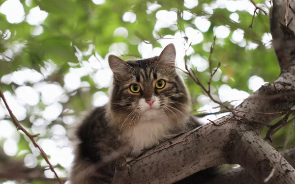 HD desktop wallpaper of a fluffy cat perched on a tree branch with a soft green bokeh background, showcasing the animal's alert expression.