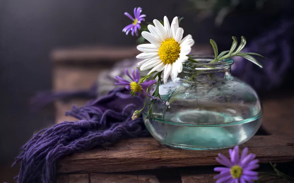 chamomile photography still life HD Desktop Wallpaper | Background Image