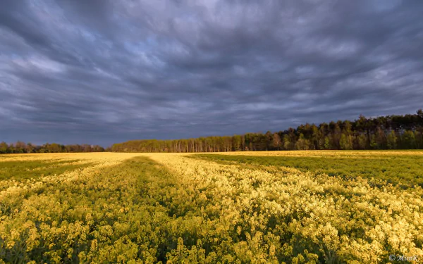 field nature rapeseed HD Desktop Wallpaper | Background Image