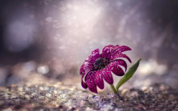 nature gerbera HD Desktop Wallpaper | Background Image