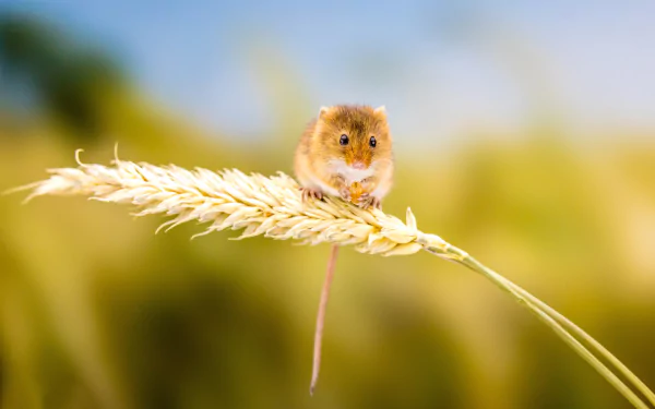 harvest mouse Animal mouse HD Desktop Wallpaper | Background Image
