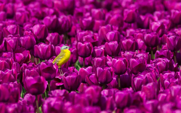 purple flower passerine tulip bird Animal wagtail HD Desktop Wallpaper | Background Image