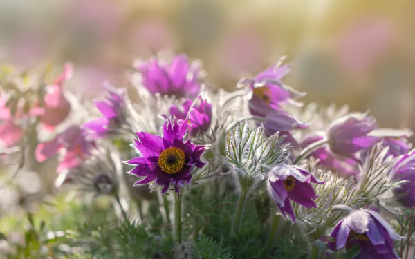 nature anemone HD Desktop Wallpaper | Background Image
