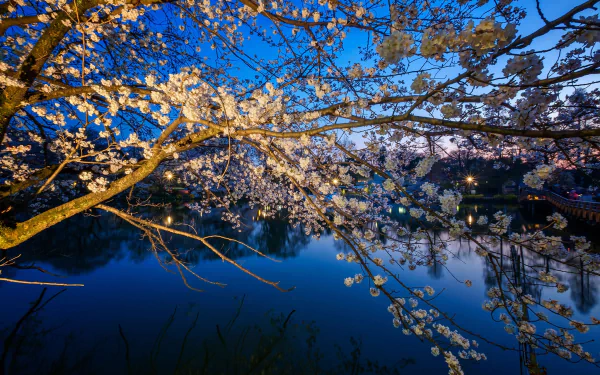 nature sakura HD Desktop Wallpaper | Background Image