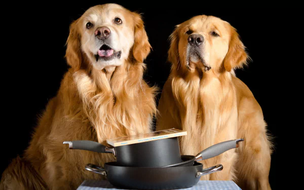 Animal golden retriever HD Desktop Wallpaper | Background Image