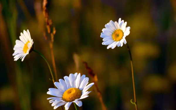 nature chamomile HD Desktop Wallpaper | Background Image