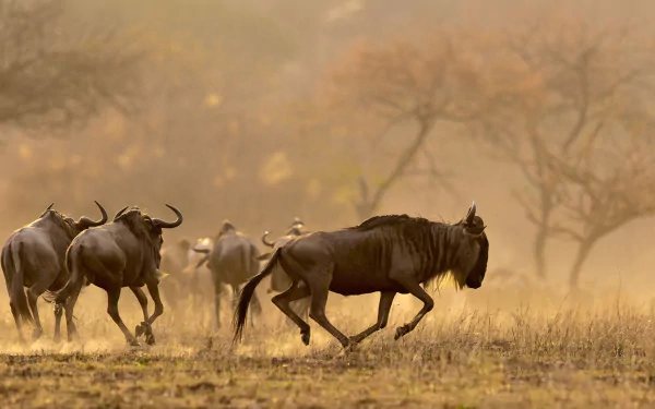 Animal wildebeest HD Desktop Wallpaper | Background Image