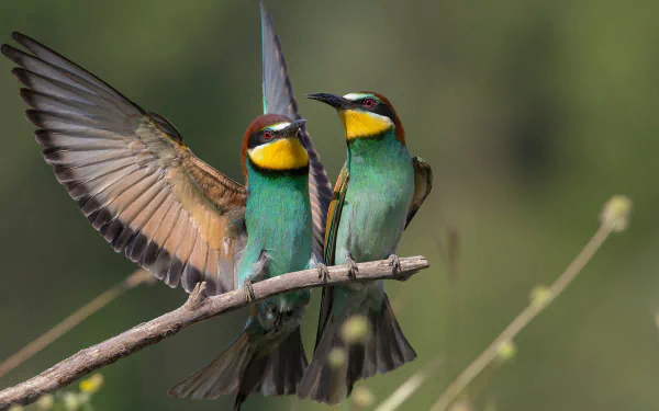 Two vibrant bee-eater birds perched on a branch with one spreading its wings, captured in a high-definition desktop wallpaper.