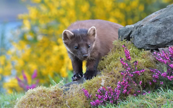 Animal marten HD Desktop Wallpaper | Background Image