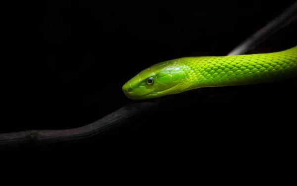 snake Animal Eastern green mamba HD Desktop Wallpaper | Background Image