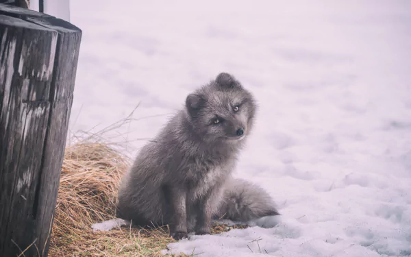 snow Animal arctic fox winter animals HD Desktop Wallpaper | Background Image